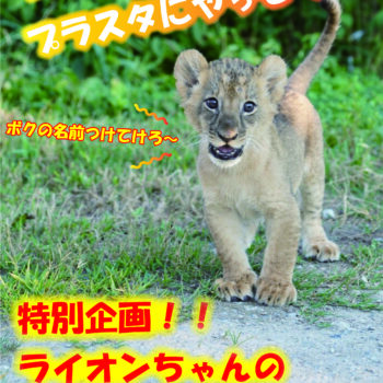 【10.17福島戦】プラスタ動物園『ライオン赤ちゃんがやって